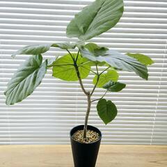 ◼️フィカスウンベラータ◼️60センチ　観葉植物の画像
