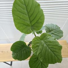 ◼️フィカスウンベラータ◼️60センチ　観葉植物の画像