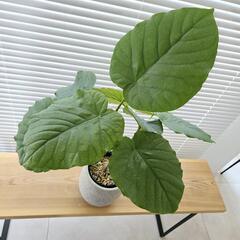 ◼️フィカスウンベラータ◼️60センチ　観葉植物の画像