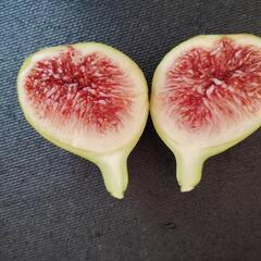 いちじく　苗木の画像