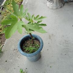 いちじく　苗木の画像