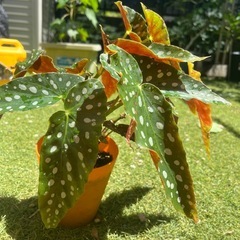 ベゴニア・マクラータ　観葉植物の画像