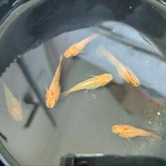べっ甲メダカ  ダルマ・半ダルマの画像