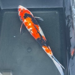 昭和三色35センチ／1500円の画像