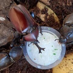 カブトムシ10～15ペアの画像
