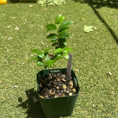 ジャボチカバ　2年目の画像
