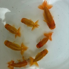 らんちゅう　金魚　当歳　7匹の画像