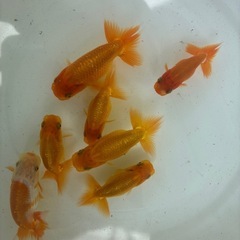 らんちゅう　金魚　当歳　7匹の画像