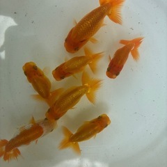 らんちゅう　金魚　当歳　7匹の画像