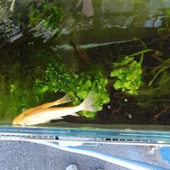 金魚の画像