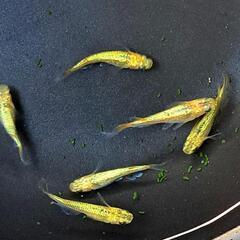🔆‬サンシャインメダカ春生まれ♂3♀3‪②🔆‬の画像