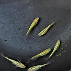 🔆‬サンシャインメダカ春生まれ♂3♀3‪②🔆‬の画像