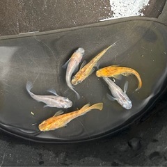 メダカ　三色ラメ　ショート　半ダルマ　6匹❗️ めだかの画像