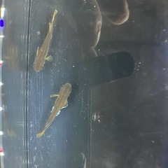 オランジェの画像