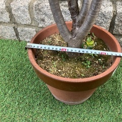 多肉植物　大きめ金のなる木の画像