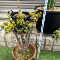多肉植物　大きめ金のなる木の画像