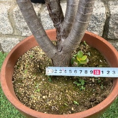 多肉植物　大きめ金のなる木の画像