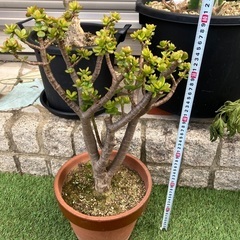 多肉植物　大きめ金のなる木の画像