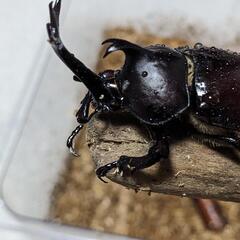 カブトムシ♂・♀ペアの画像