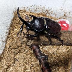 カブトムシ♂・♀ペアの画像
