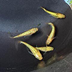 🔆‬サンシャインメダカ春生まれ♂3♀3‪③🔆‬の画像