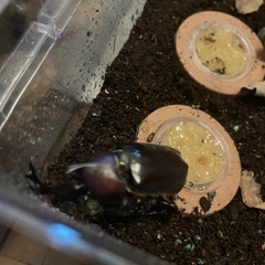 カブトムシ（オス・メスのペア）の画像