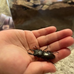 カブトムシ（オス・メスのペア）の画像