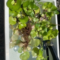 ホテイソウ　水草の画像
