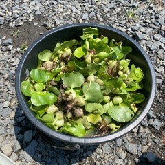 ホテイソウ　水草の画像