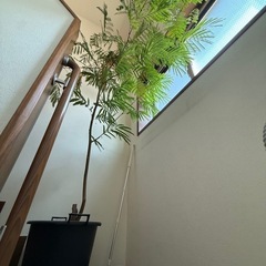 あげます！　エバーフレッシュ（観葉植物）の画像