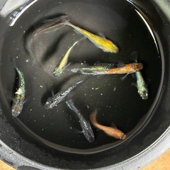 メダカ🐟MIX１５匹1000円の画像