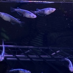メダカ　ブラックストーム〈ブルーサンダー〉　雄1 ・雌3  計4匹の画像