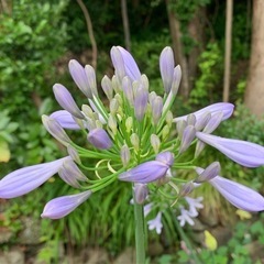 【打合せ中】アガパンサスの画像