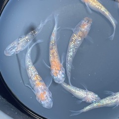 白ブチサファイア×月華の画像