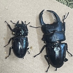 オオクワガタ（オス1.メス2能勢）の画像