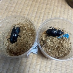 オオクワガタ（オス1.メス2能勢）の画像