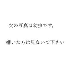あげます キアゲハの幼虫 イモムシの画像