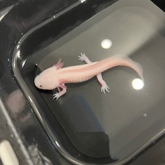 ウーパールーパー2匹の画像