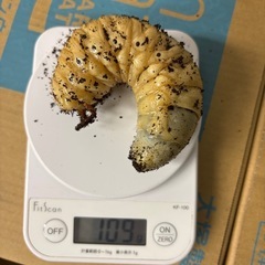 ヘラクレスヘラクレス幼虫♂単品の画像