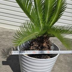 蘇鉄（１）の画像