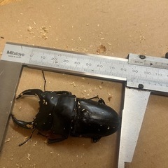 オオクワガタ（オス1.メス2能勢）の画像