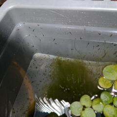 黒系のミックスメダカの針子と水草の画像