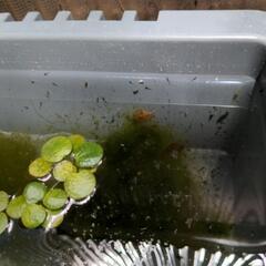 黒系のミックスメダカの針子と水草の画像