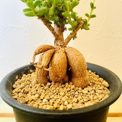 姫紅小松　トリコディアデマ　ブルボスム　多肉植物　塊根植物の画像