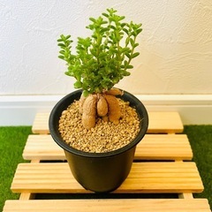 姫紅小松　トリコディアデマ　ブルボスム　多肉植物　塊根植物の画像