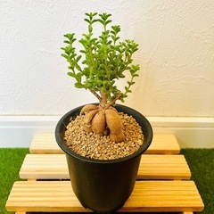 姫紅小松　トリコディアデマ　ブルボスム　多肉植物　塊根植物の画像