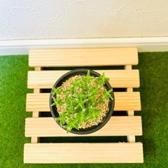 姫紅小松　トリコディアデマ　ブルボスム　多肉植物　塊根植物の画像