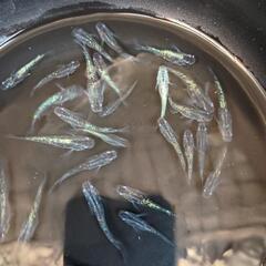 🔴数量限定　メダカ　サファイア　30匹の画像