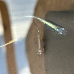 カブキめだか　1匹　の画像
