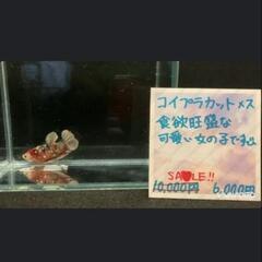 ベタ　コイプラカット　メス（P001）の画像